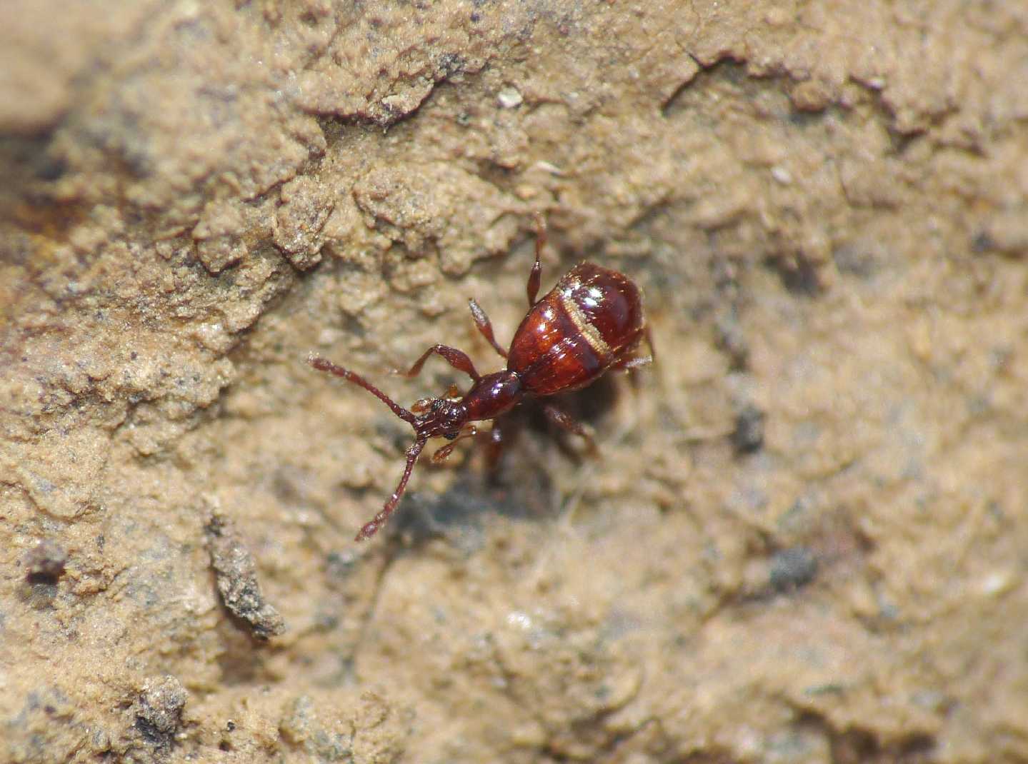 Grazioso ministaphilinidae (cfr. Pselaphogenius sp.)